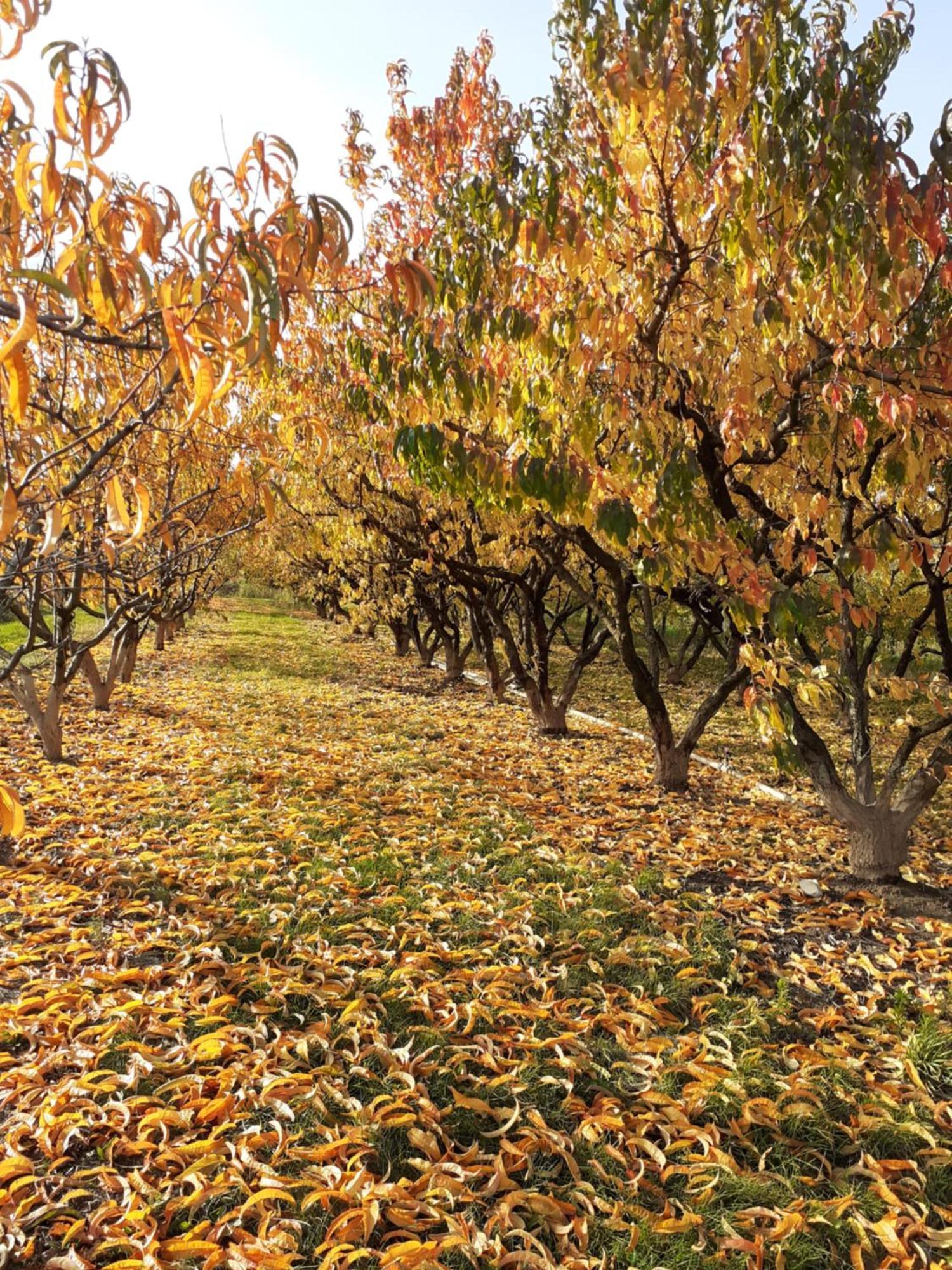 Aux Pieds Des Vignes Bed and Breakfast Ingersheim Eksteriør billede