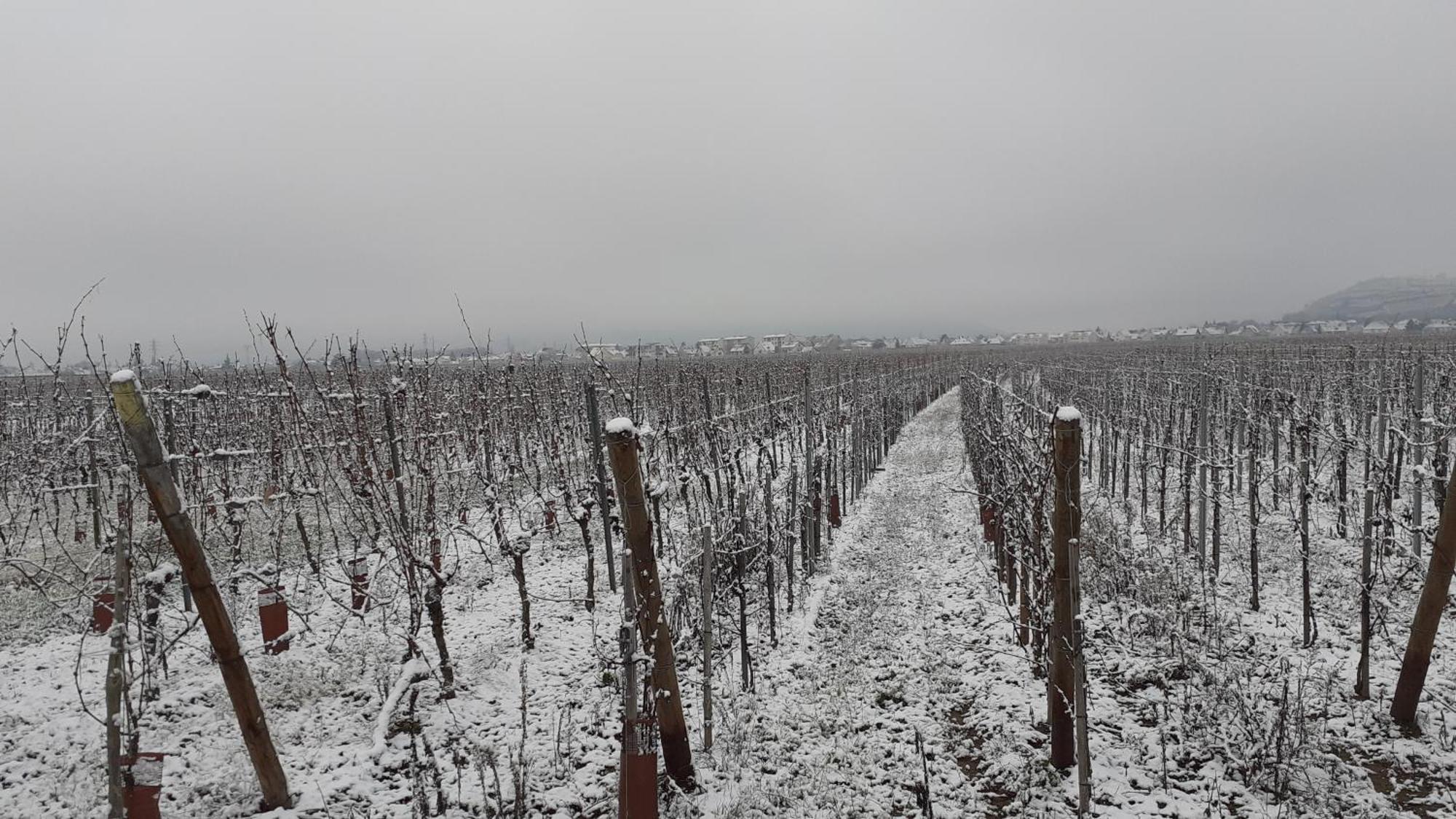 Aux Pieds Des Vignes Bed and Breakfast Ingersheim Eksteriør billede